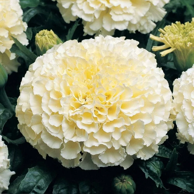 Marigold Seeds (White Marigold Seeds) - Rare Elegant Blooms for Gardens & Bouquets