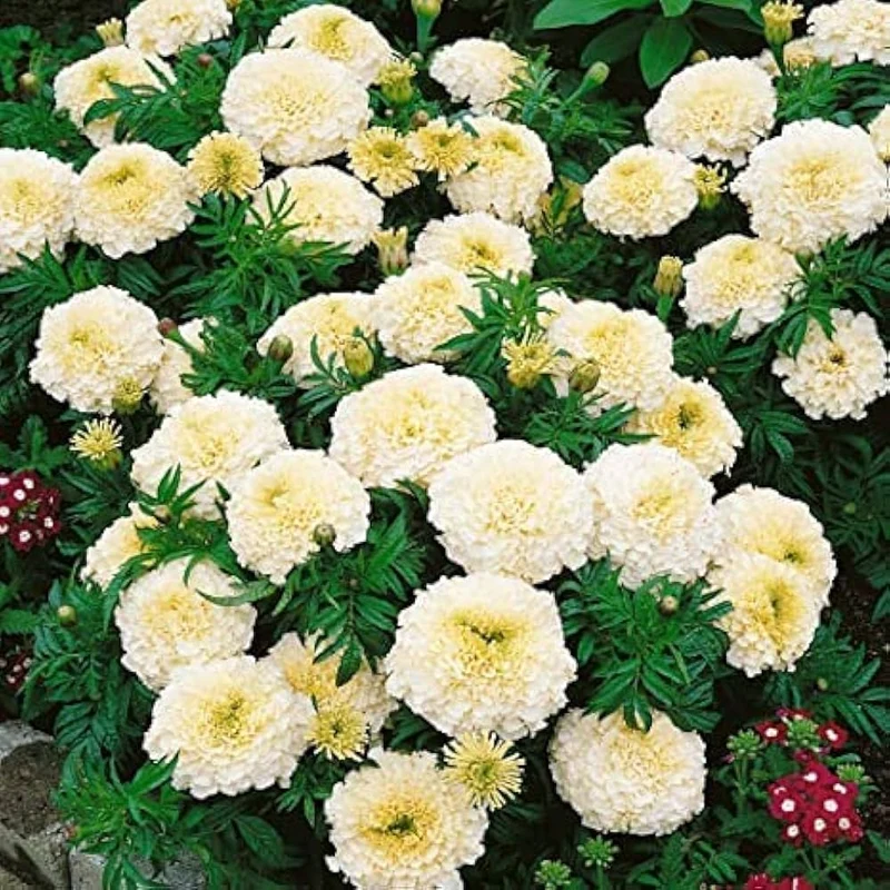 Marigold Seeds (White Marigold Seeds) - Rare Elegant Blooms for Gardens & Bouquets