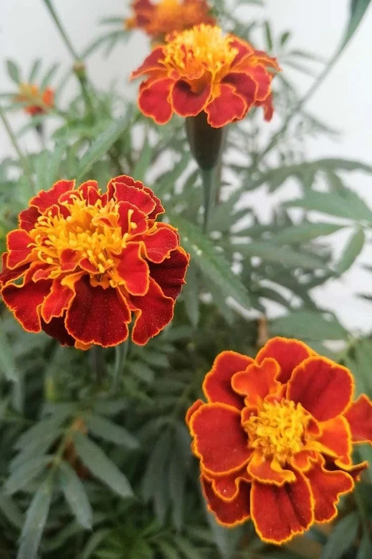 Mahogany Marigold Seeds – Rich Velvety Blooms for Garden Borders