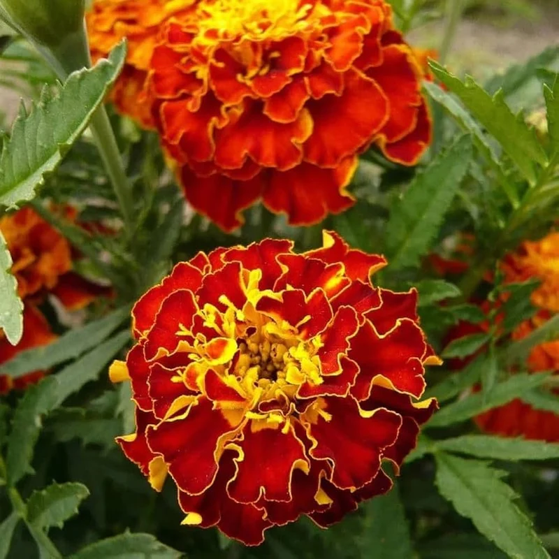Mahogany Marigold Seeds – Rich Velvety Blooms for Garden Borders