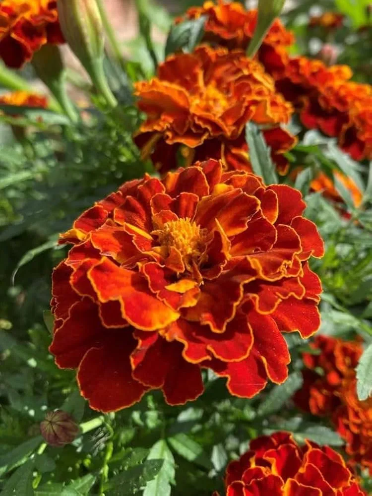 Mahogany Marigold Seeds – Rich Velvety Blooms for Garden Borders
