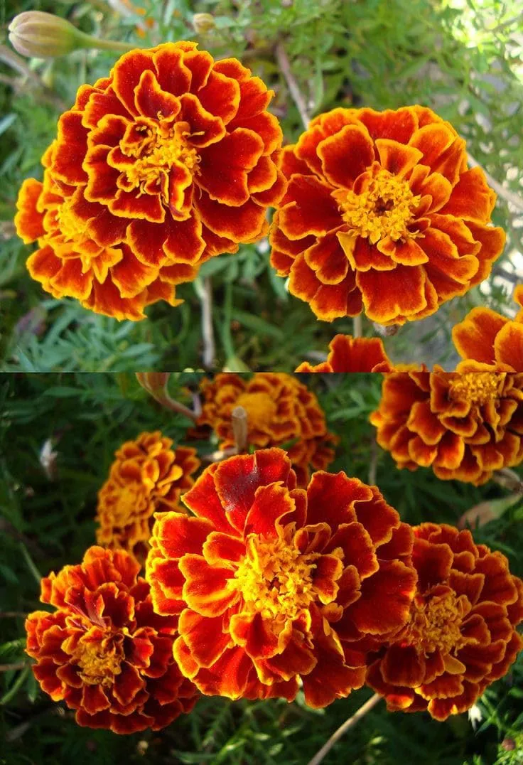 Mahogany Marigold Seeds – Rich Velvety Blooms for Garden Borders