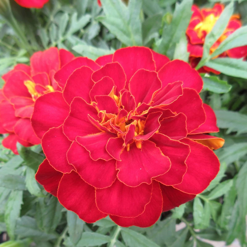 Red Marigold Flower Seeds, Rich Crimson Blooms for Gardens and Borders