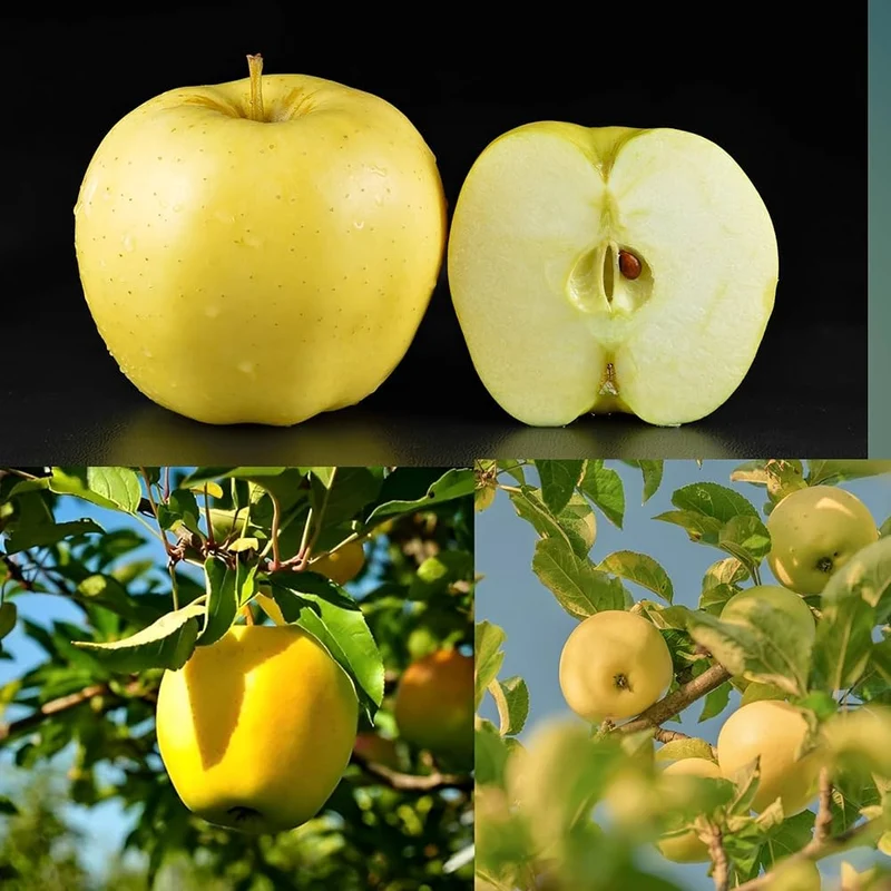 Golden Delicious Apple Seeds for Planting