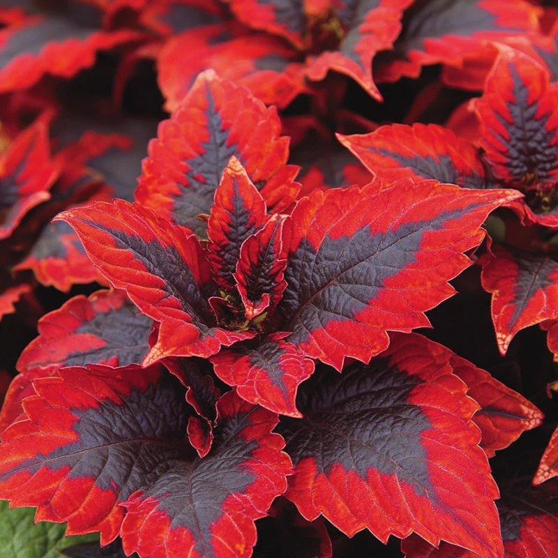 Coleus Kong Red Seeds | Giant Red Leaves with Bold Dark Green Edges for Lush Foliage