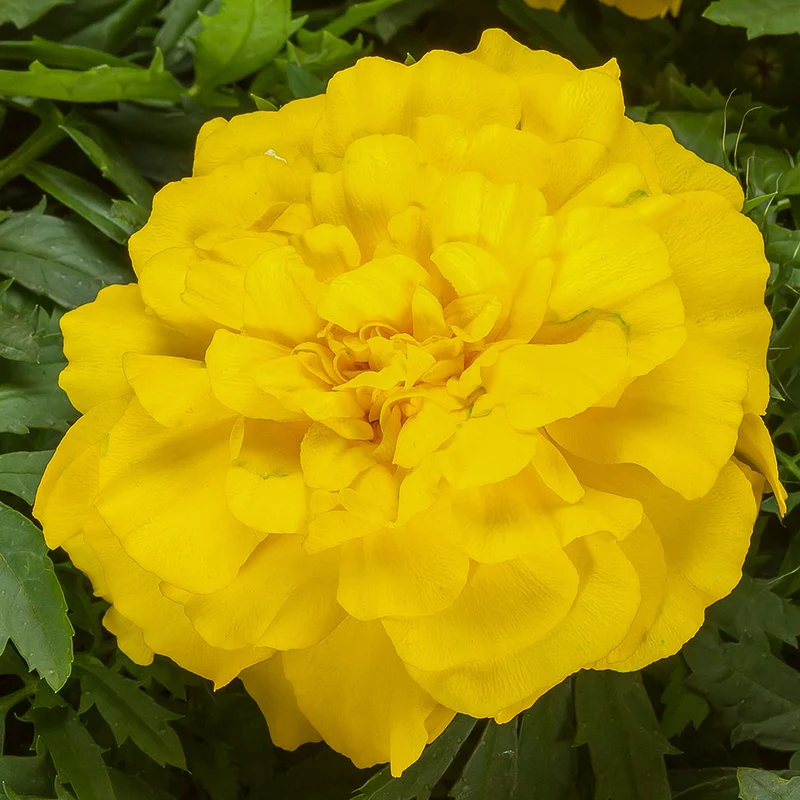 Bright Yellow Marigold Flower Seeds, Vibrant Blooms for Gardens and Borders