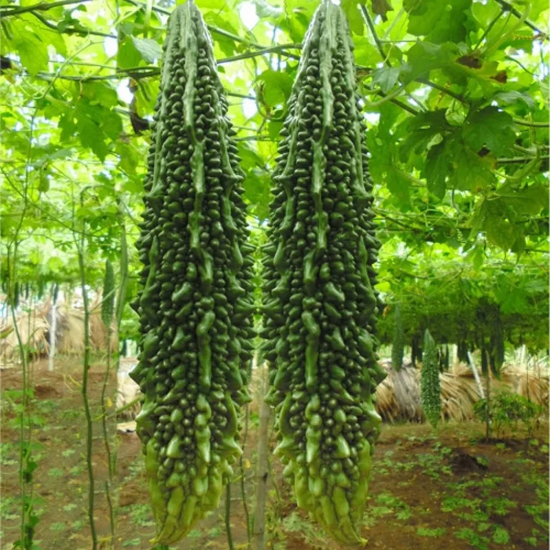 Indian Long Bitter Gourd Seeds, Heirloom Karela for Home Gardening & Farming