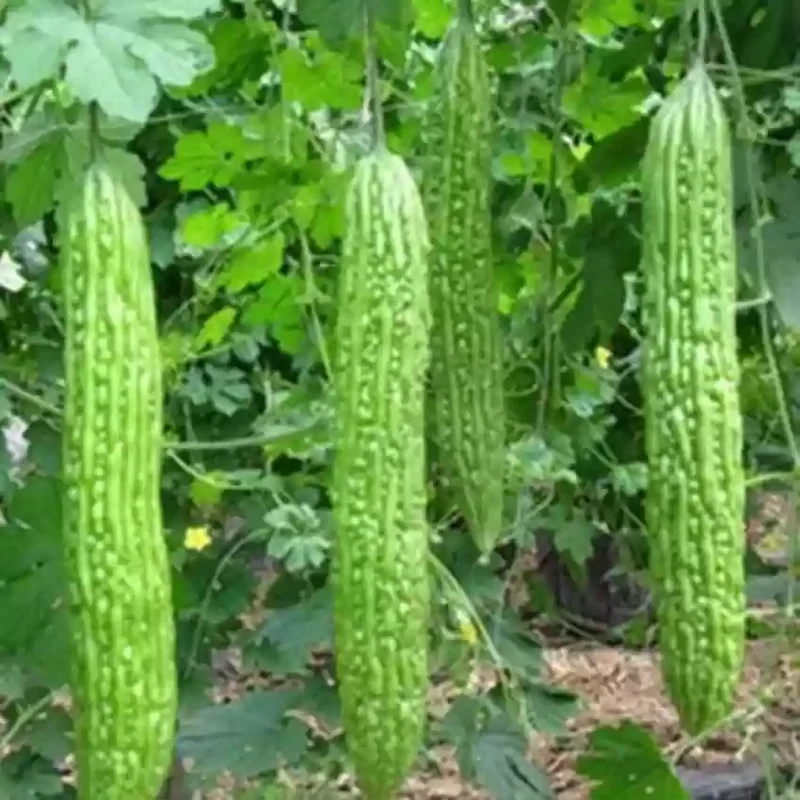Indian Long Bitter Gourd Seeds, Heirloom Karela for Home Gardening & Farming