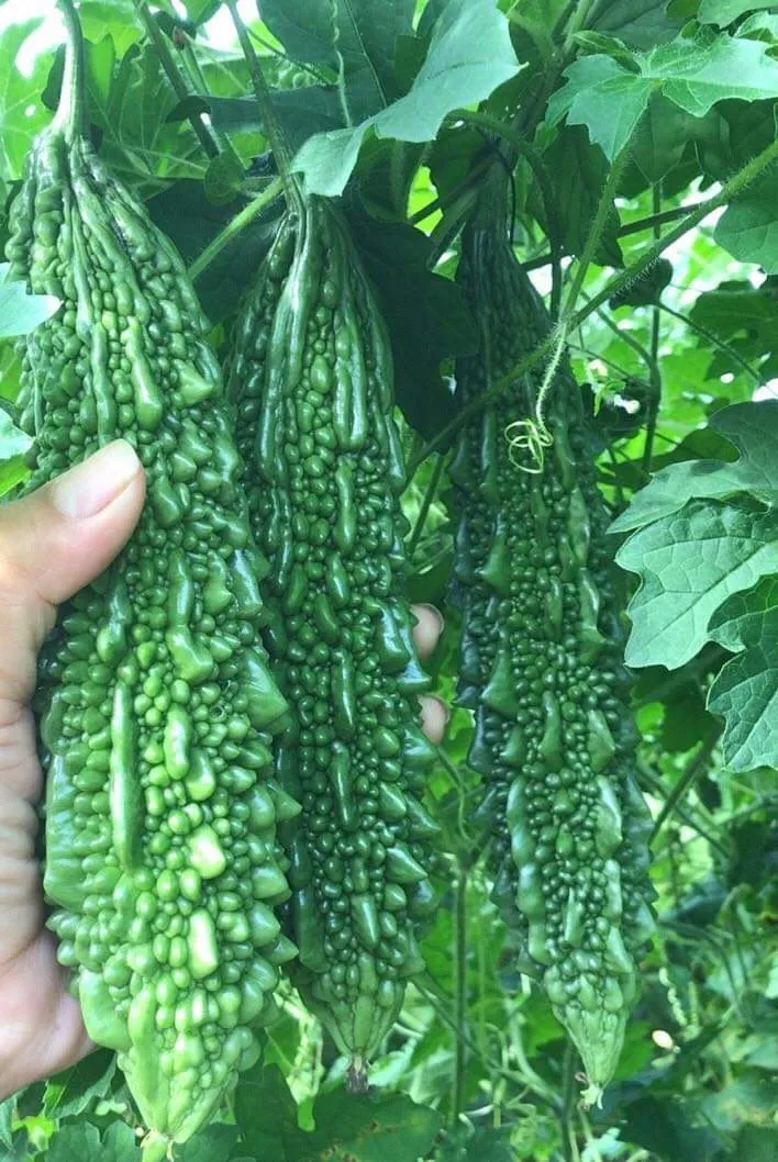 Indian Long Bitter Gourd Seeds, Heirloom Karela for Home Gardening & Farming