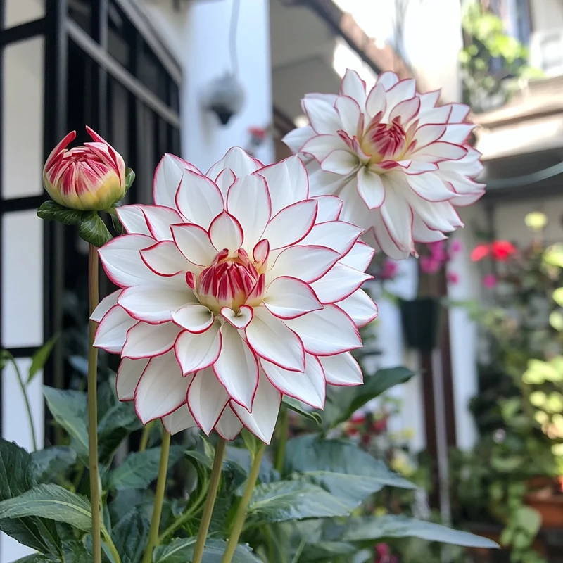 Dahlia Seeds (Mixed White and Red Dahlia Seeds) - Vibrant Colorful Blooms for Gardens