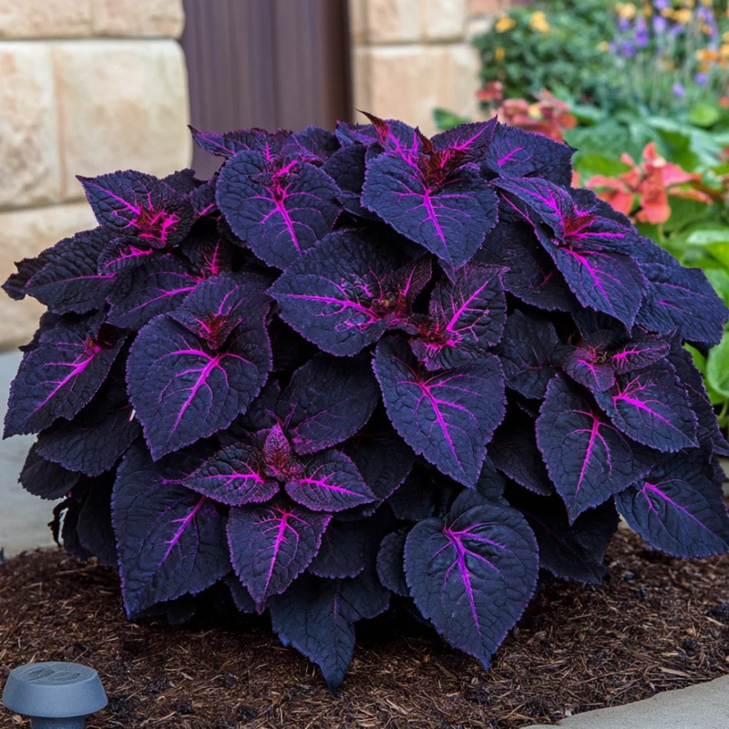 Coleus Black Dragon Seeds | Deep Purple-Black Foliage for Dramatic Garden Contrast