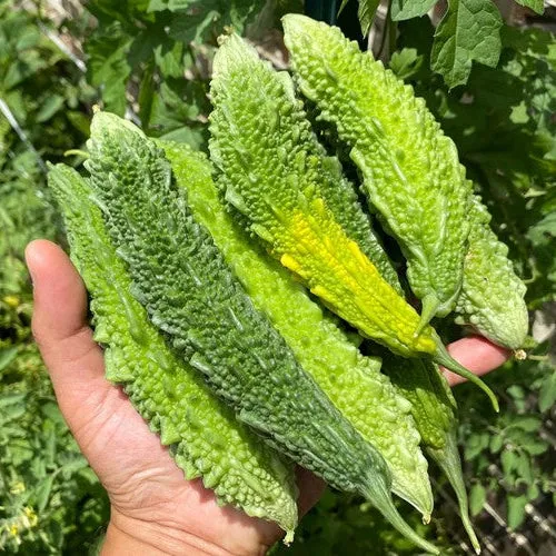 Indian Bitter Gourd Seeds – Heirloom Karela for High-Yield Gardens