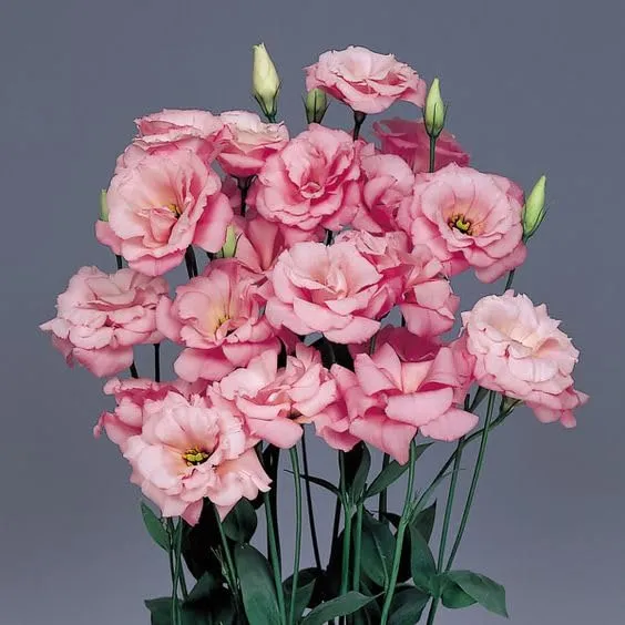 Lisianthus Mariachi Pink Seeds – Soft Blush to Deep Rose Blooms for Garden Planting