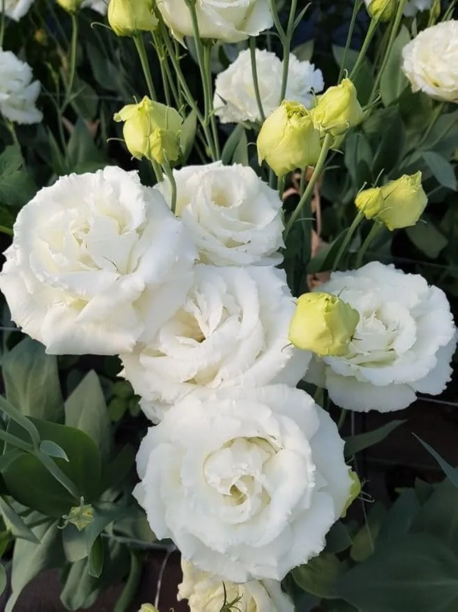 Lisianthus Echo White Seeds, Classic Pure White Blooms for Elegant Gardens & Bouquets