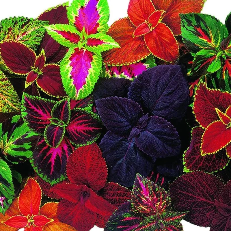 Coleus Heirloom Seeds – Multi Color Variegated | Vibrant Red, Green, Yellow, Purple & Pink Patterns