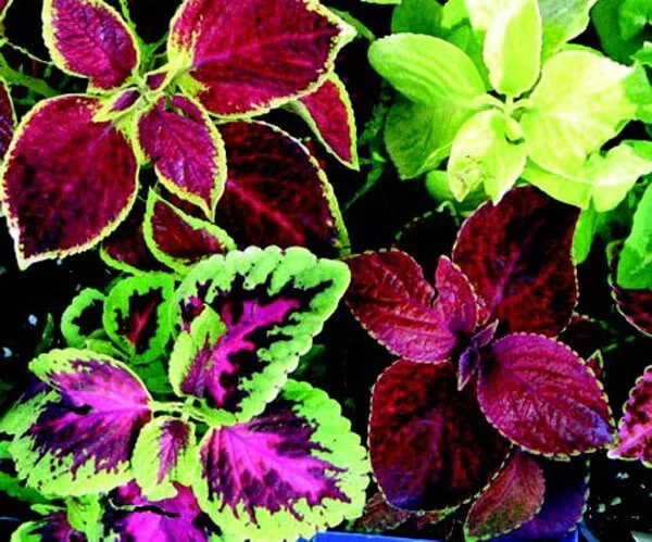 Coleus Heirloom Seeds – Multi Color Variegated | Vibrant Red, Green, Yellow, Purple & Pink Patterns