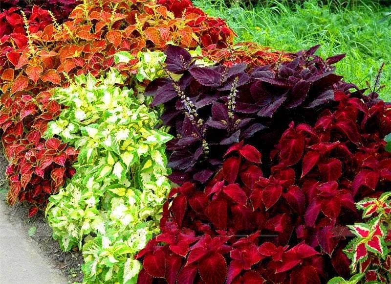 Coleus Heirloom Seeds – Multi Color Variegated | Vibrant Red, Green, Yellow, Purple & Pink Patterns