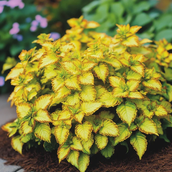 Coleus Heirloom Seeds Yellow, Bright Golden-Yellow & Chartreuse Hues