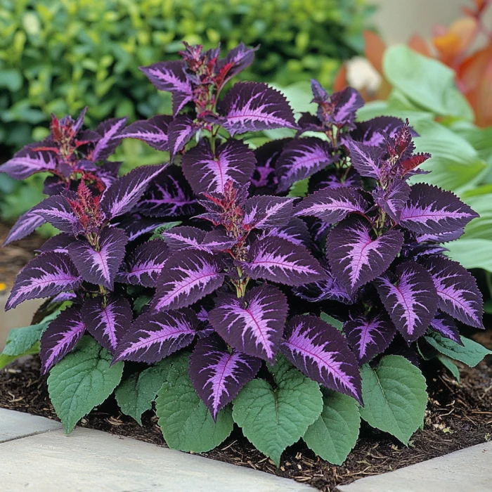 Coleus Heirloom Seeds – Purple Dark Violet, Lavender & Rich Purple Hues