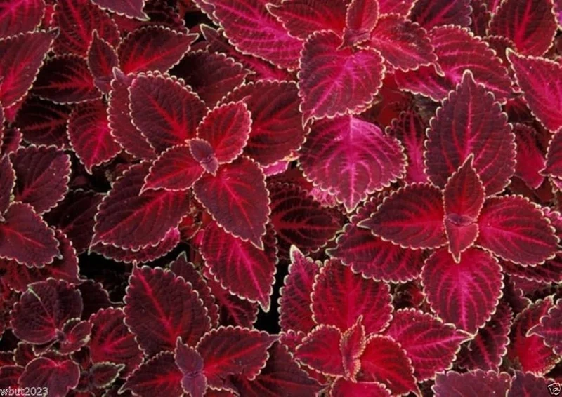 Coleus Seeds (Heirloom Red Coleus Seeds) - Red, Deep Crimson & Rich Foliage