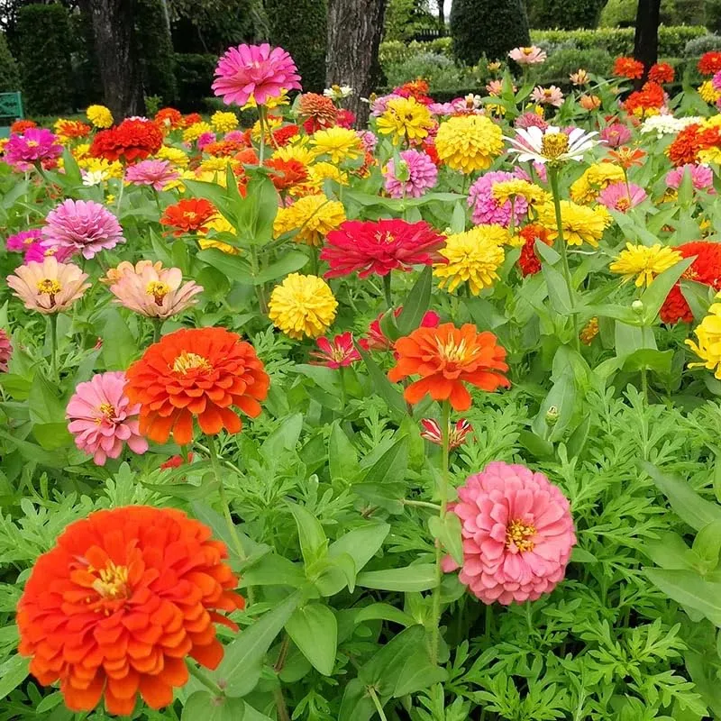 Cut and Come Again Zinnia Seeds – Continuous Blooms for Long-Lasting Garden Color