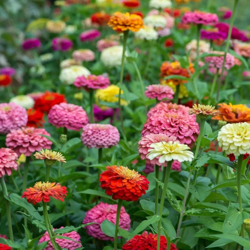 Cut and Come Again Zinnia Seeds – Continuous Blooms for Long-Lasting Garden Color