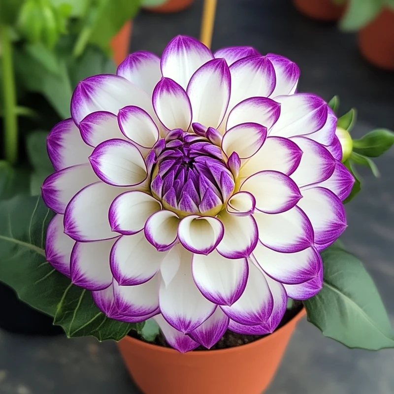 Mixed White and Purple Dahlia Flower Seeds