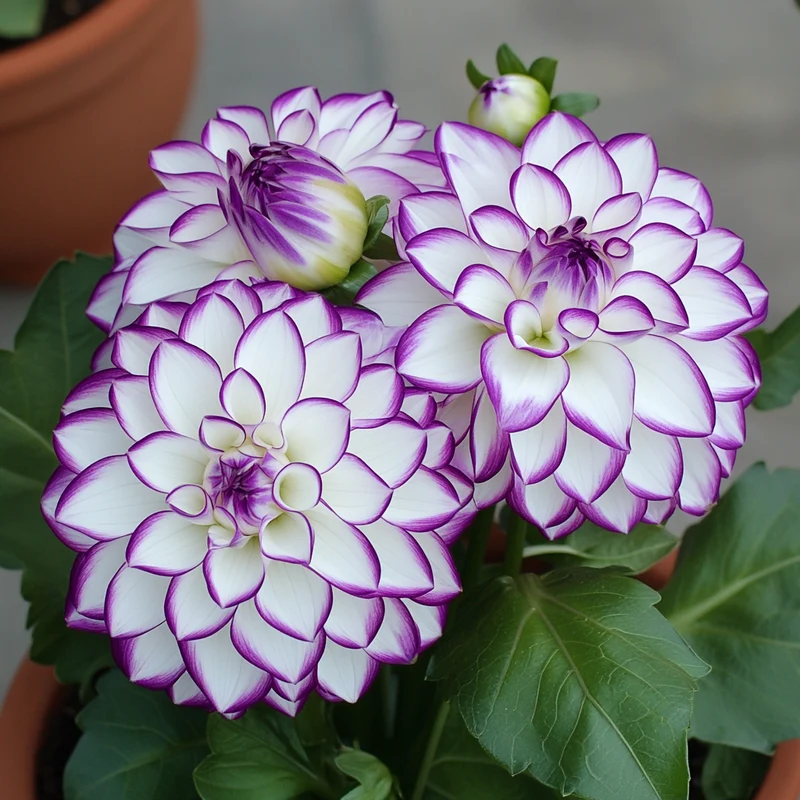 Mixed White and Purple Dahlia Flower Seeds