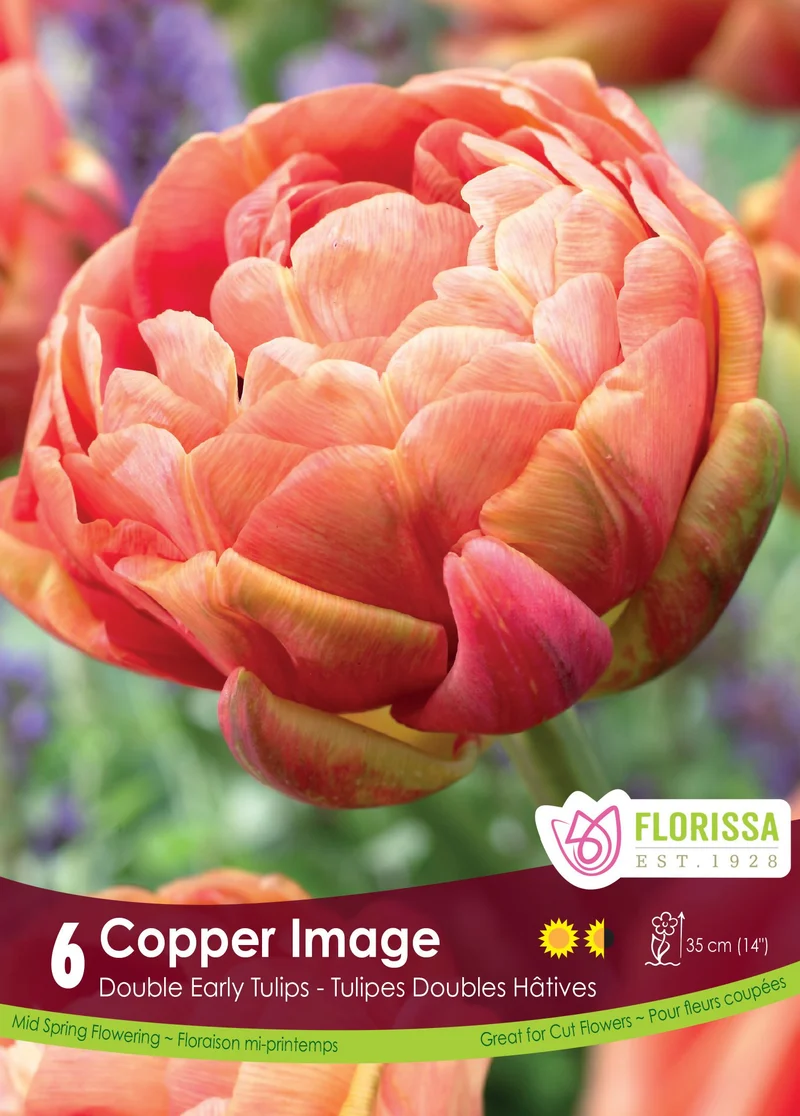 Tulipe Copper Image ( Tulipa )