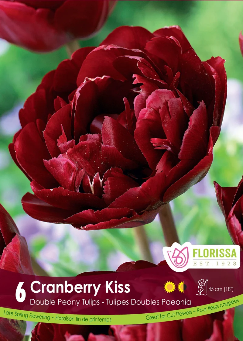 Tulipe Cranberry Kiss ( Tulipa )