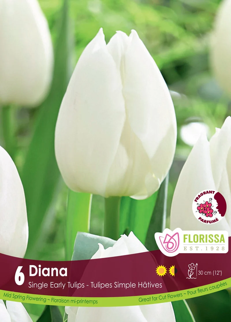 Tulipe Diana ( Tulipa )
