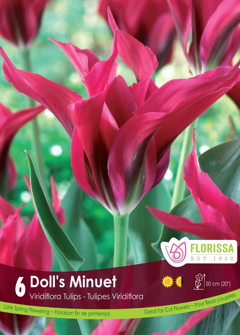 Tulipe Doll's Minuet ( Tulipa )