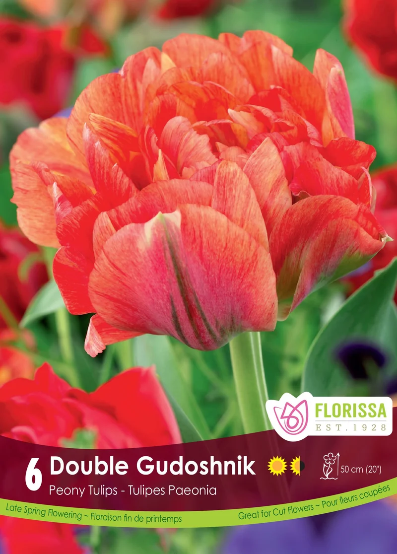 Tulipe Double Gudoshnik ( Tulipa )