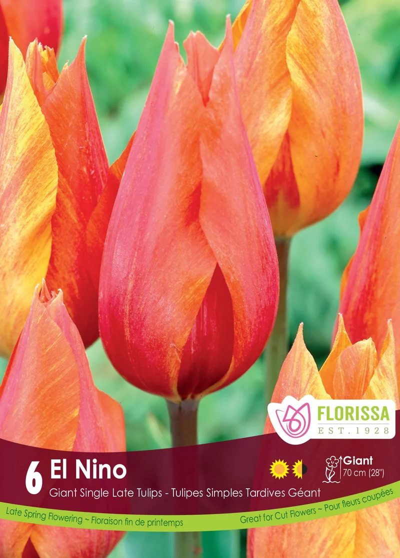 Tulipe El Nino ( Tulipa )