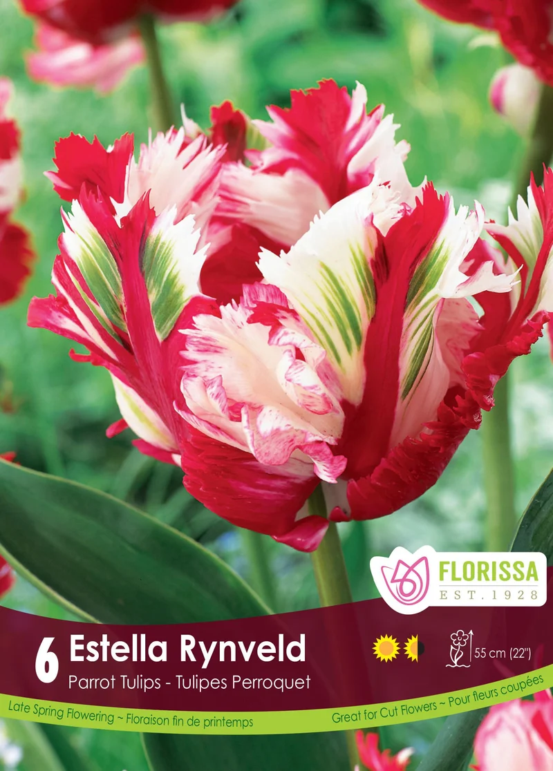Tulipe Estella Rynveld ( Tulipa )