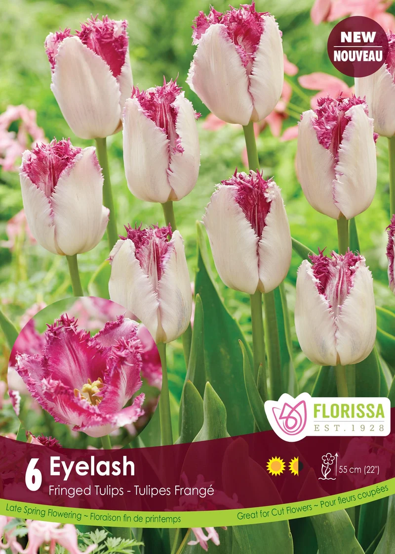 Tulipe Eyelash ( Tulipa )