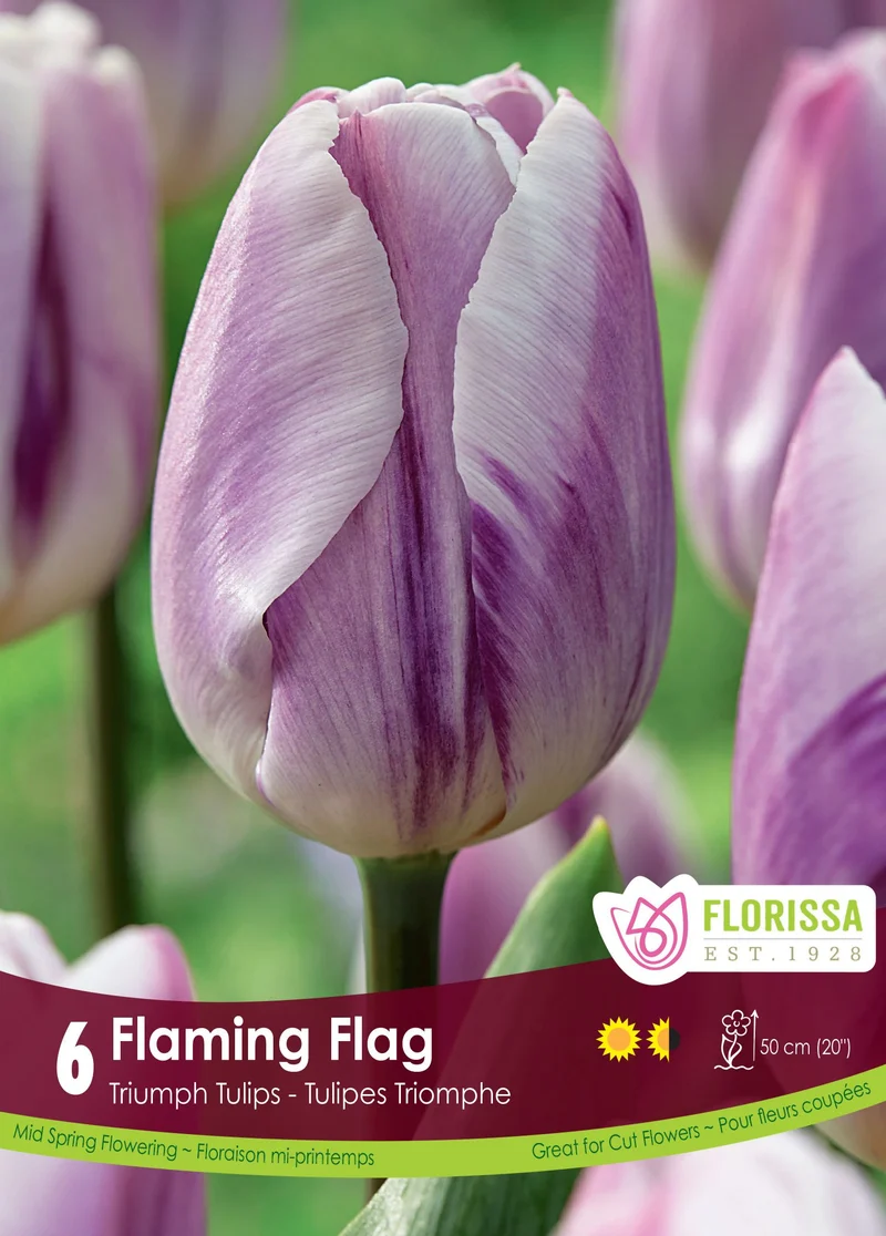 Tulipe Flaming Flag ( Tulipa )