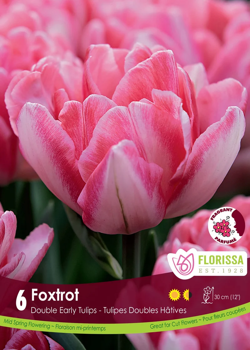 Tulipe Foxtrot ( Tulipa )