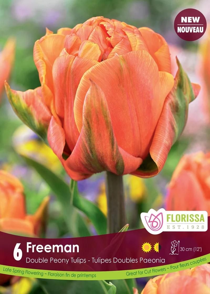 Tulipe Freeman ( Tulipa )