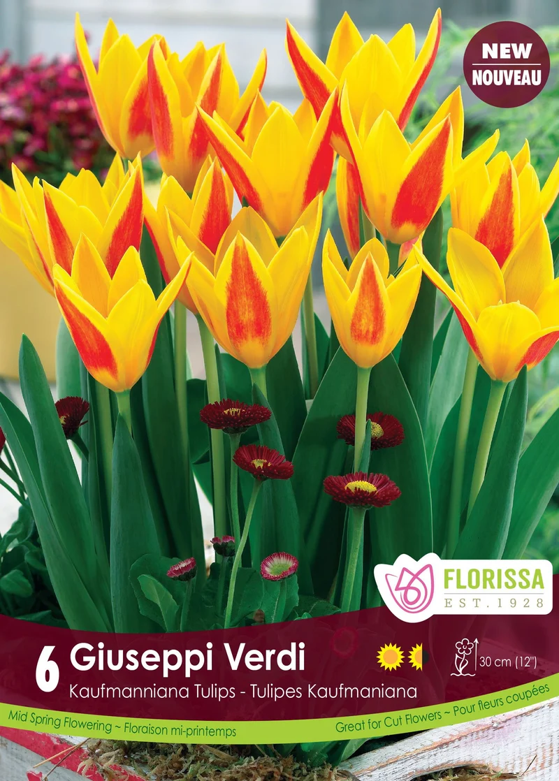 Tulipe Giuseppi Verdi ( Tulipa )