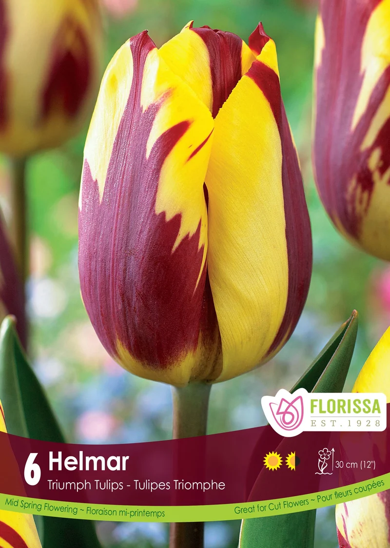 Tulipe Helmar ( Tulipa )