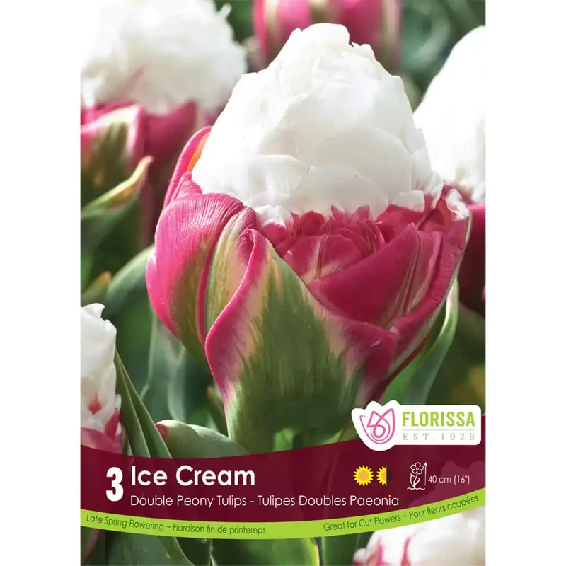 Tulipe Ice Cream ( Tulipa )