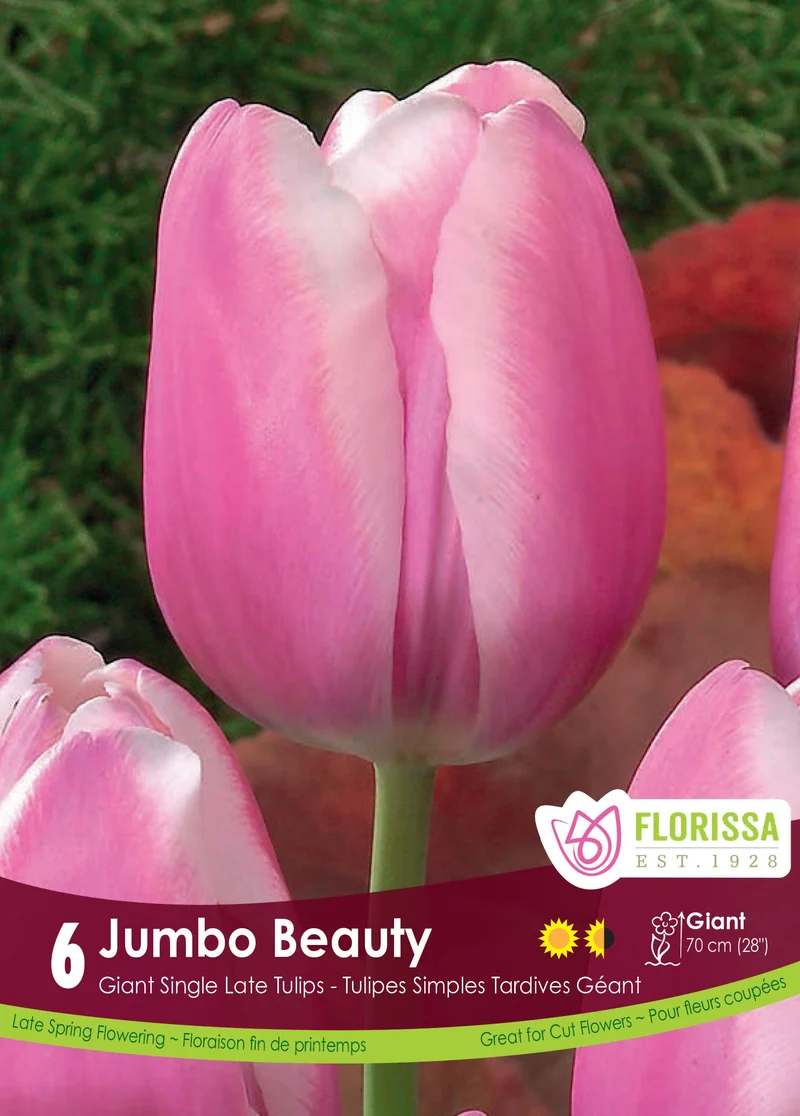 Tulipe Jumbo Beauty ( Tulipa )