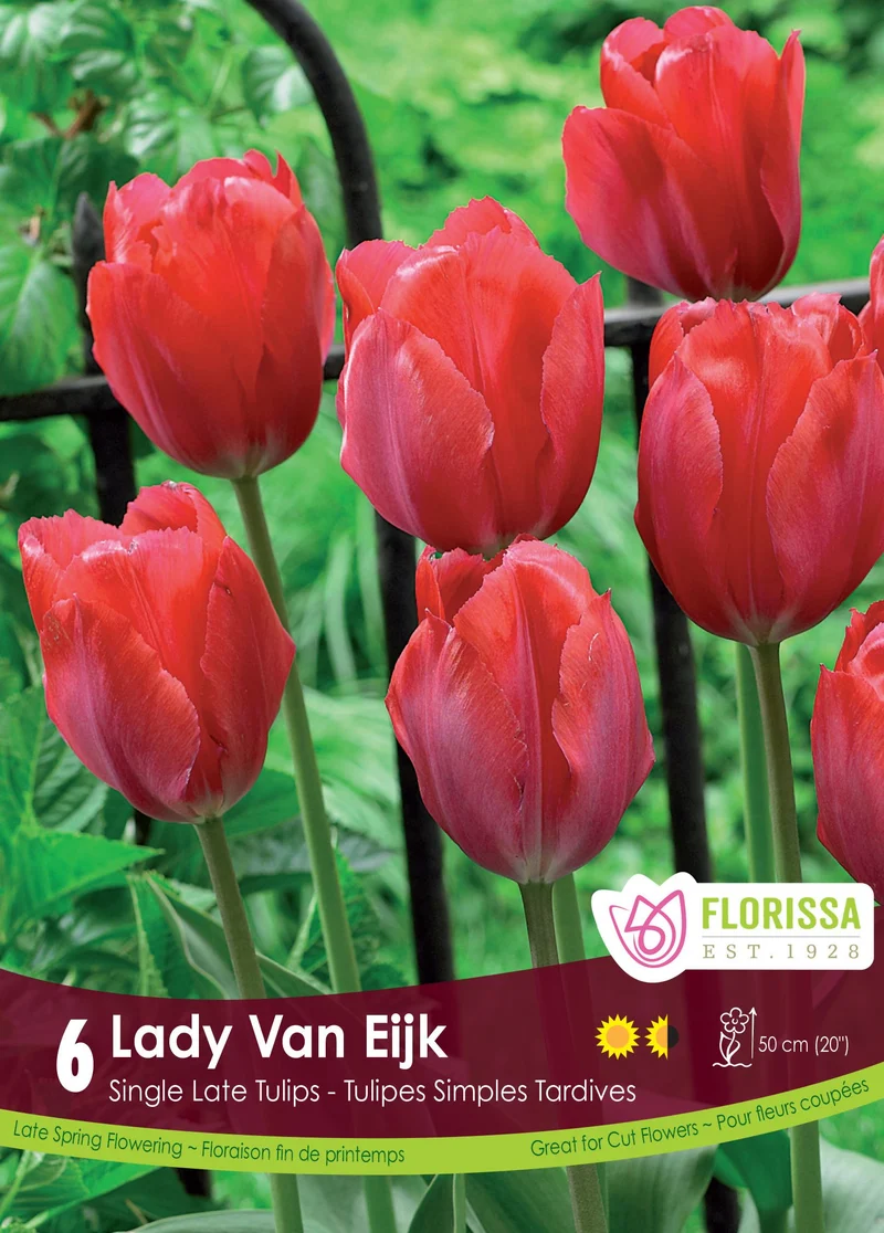 Tulipe Lady Van Eijk ( Tulipa )