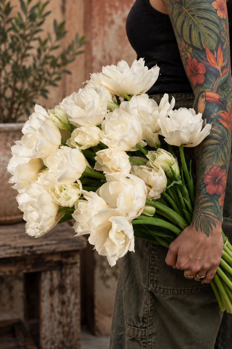 Tulipe Mondial ( Tulipa )