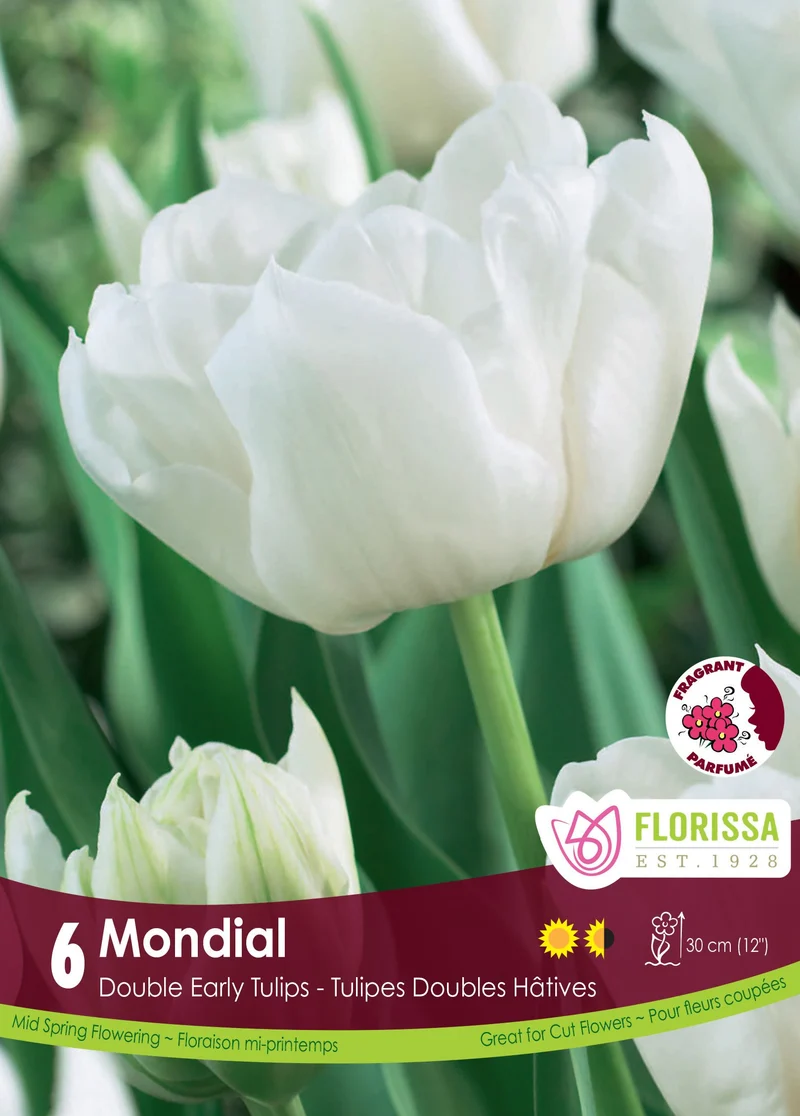 Tulipe Mondial ( Tulipa )