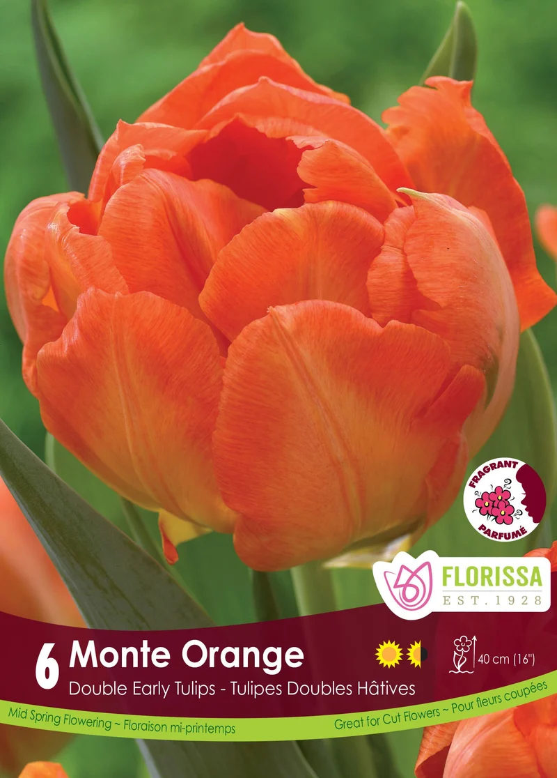 Tulipe Monte Orange ( Tulipa )