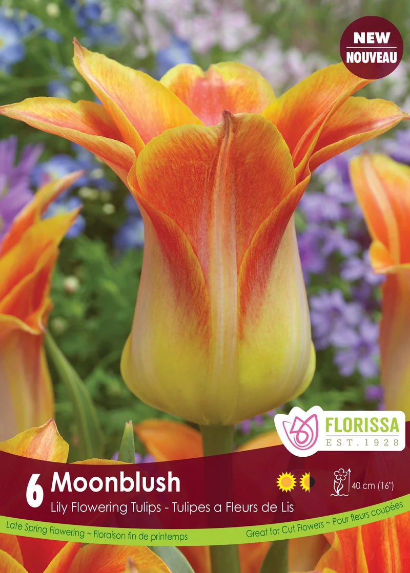 Tulipe Moonblush ( Tulipa )