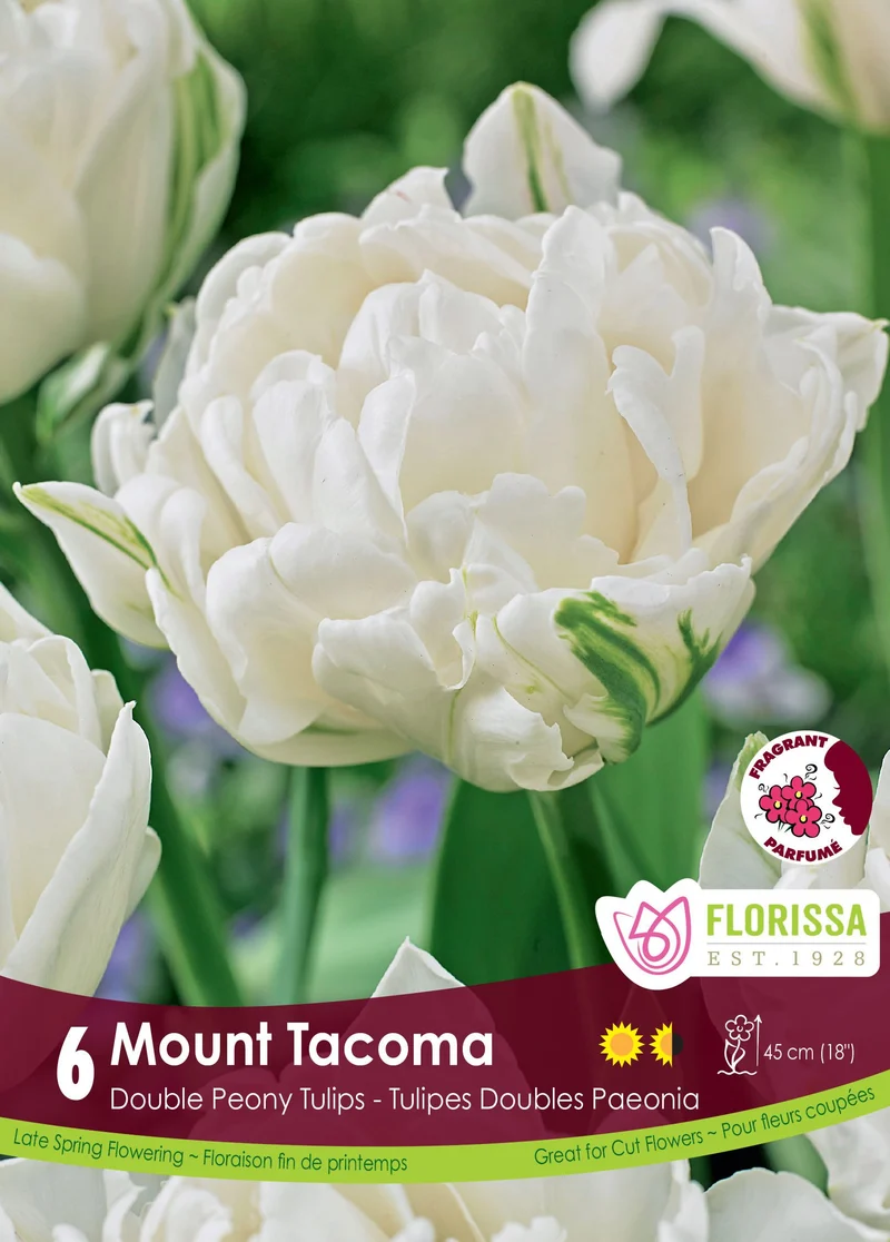 Tulipe Mount Tacoma ( Tulipa )
