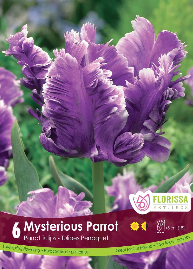 Tulipe Mysterious Parrot ( Tulipa )